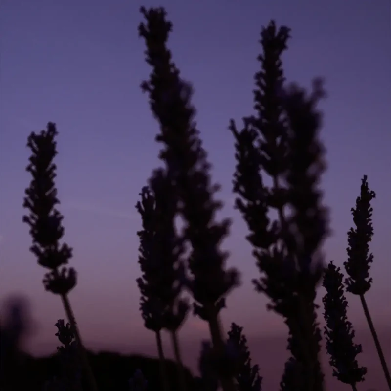Une Nuit Nomade - Eau de Méditerranée - Shade of Blue