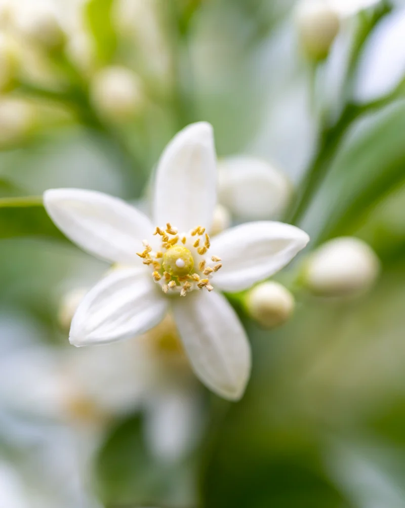 PFIRSICH & ORANGENBLÜTE