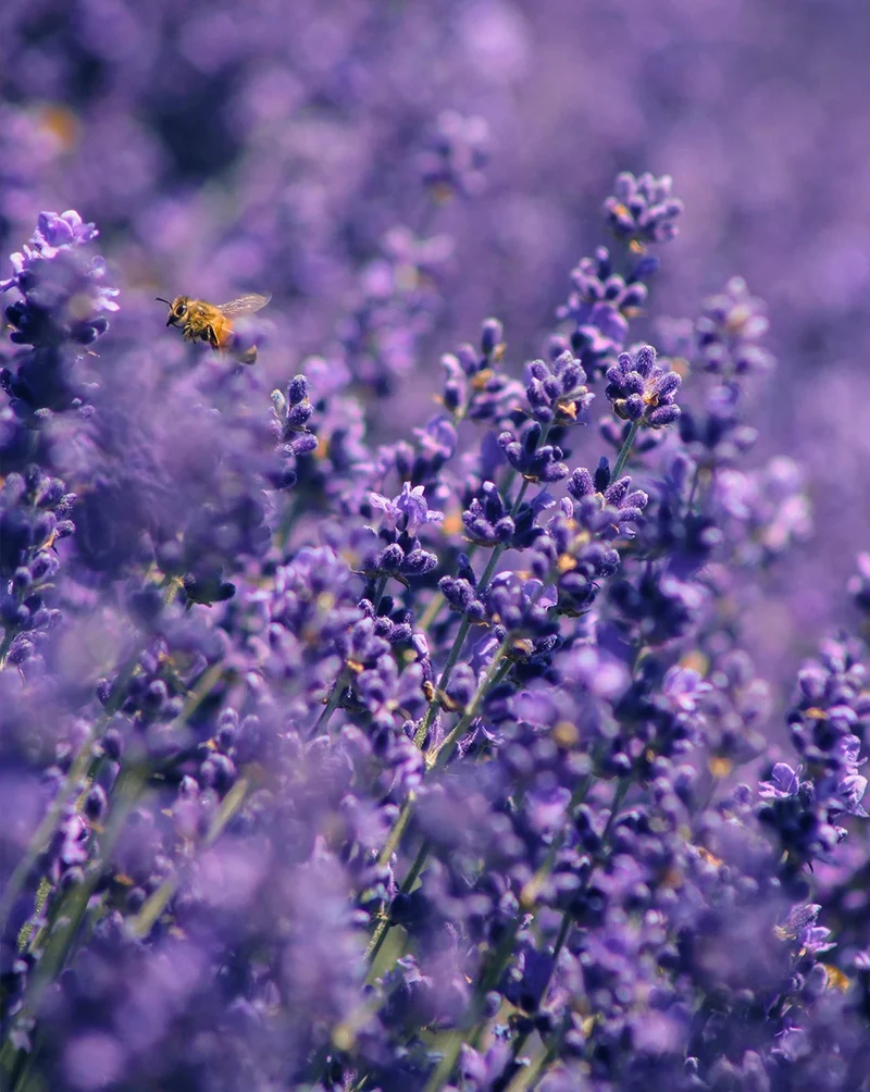 BALANCE | APRIKOSE & LAVENDEL