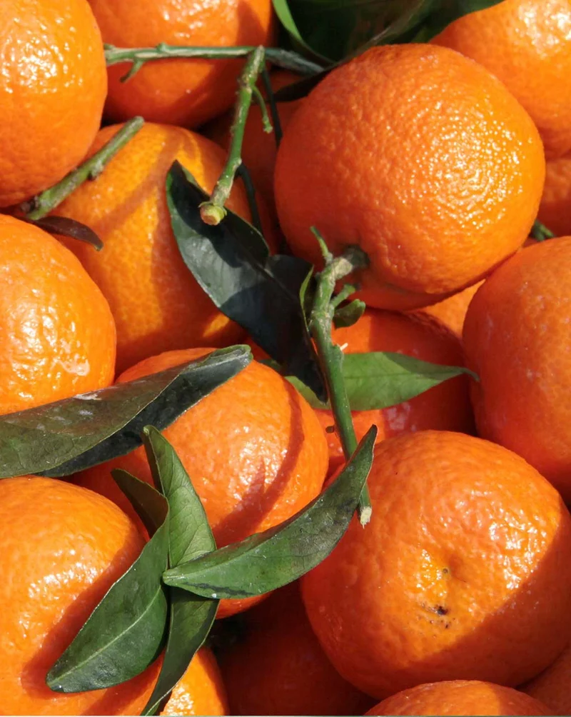 BITTER TANGERINE