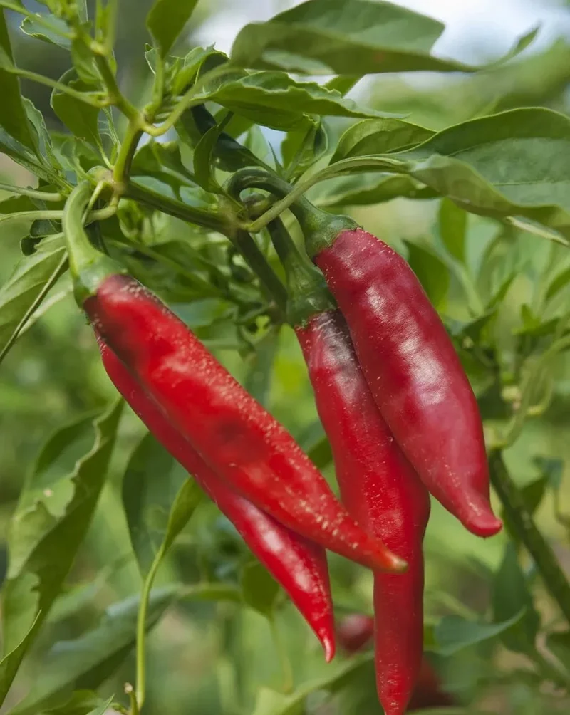 KIRSCHE & CHILI