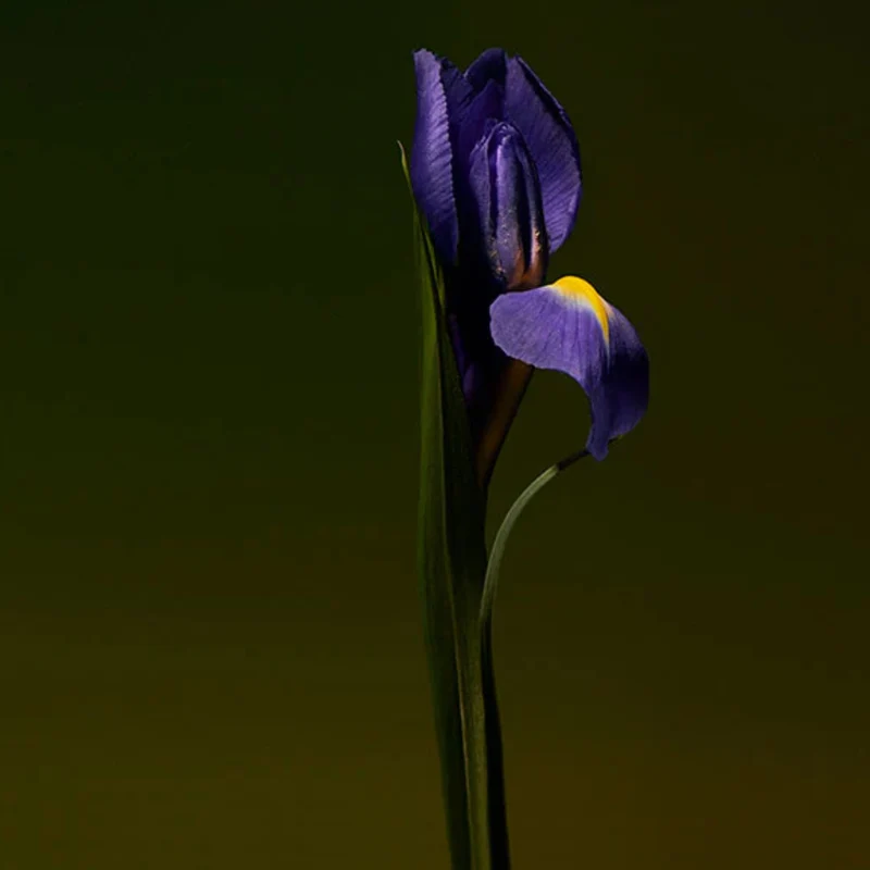 Olfactive Studio - Collection Sepia - Iris Shot