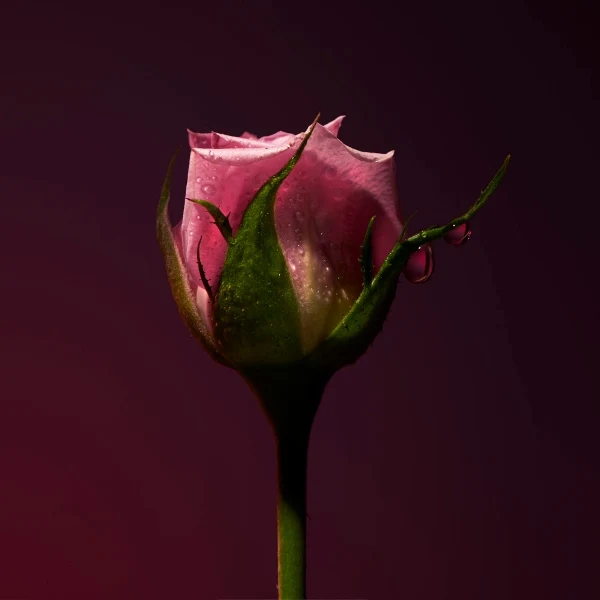 Olfactive Studio - Collection Sepia - Rose Shot
