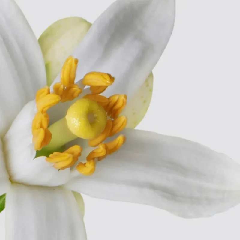 Matière Première - Neroli Oranger - Hand & Body Lotion