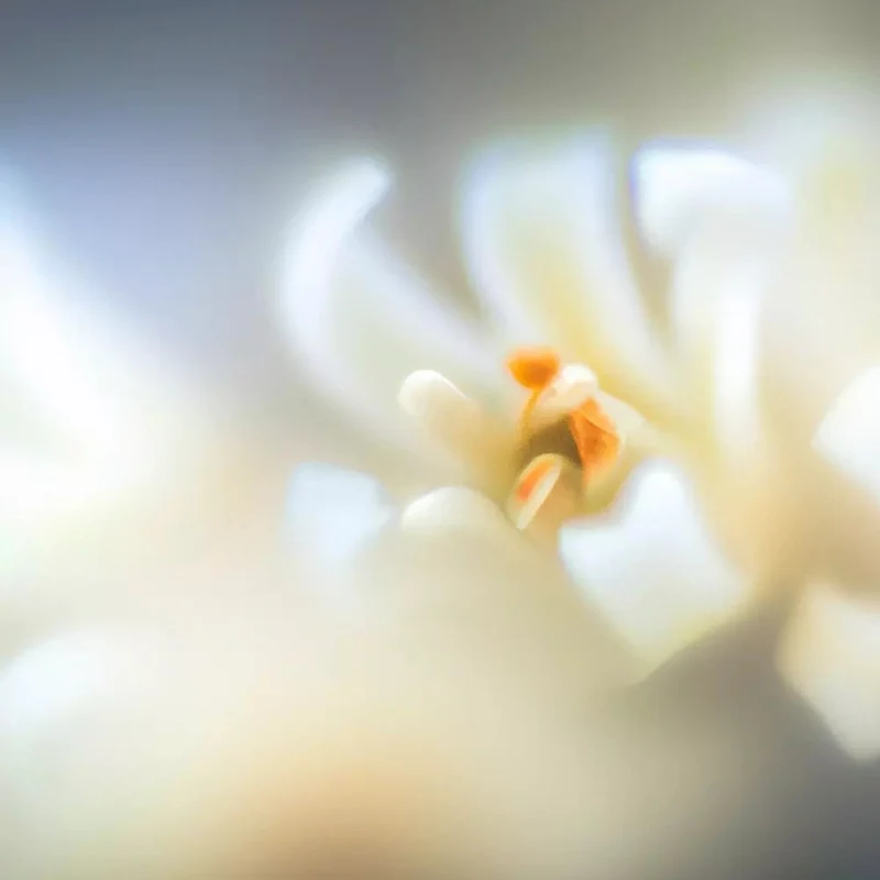 Osmanthus