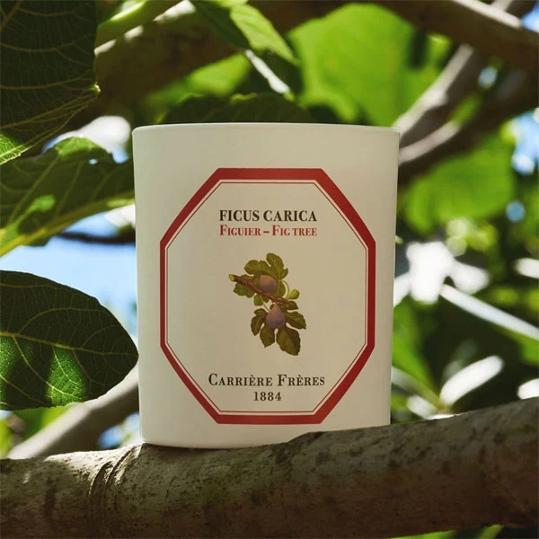 Carrière Frères - Fig Tree - Ficus Carica - Duftkerze