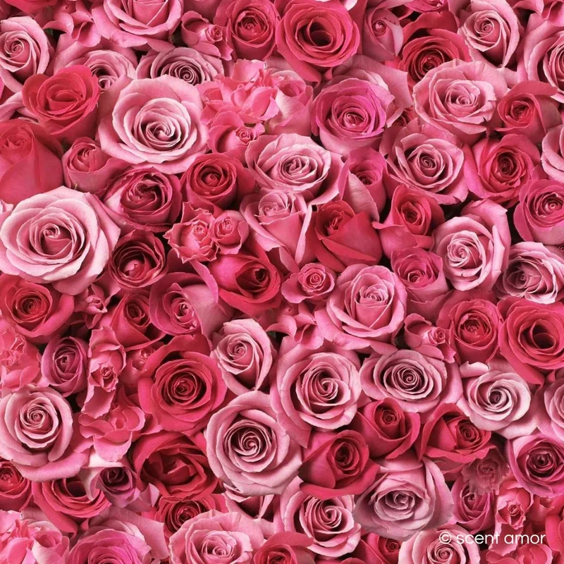 No. 06 Incense Rosé