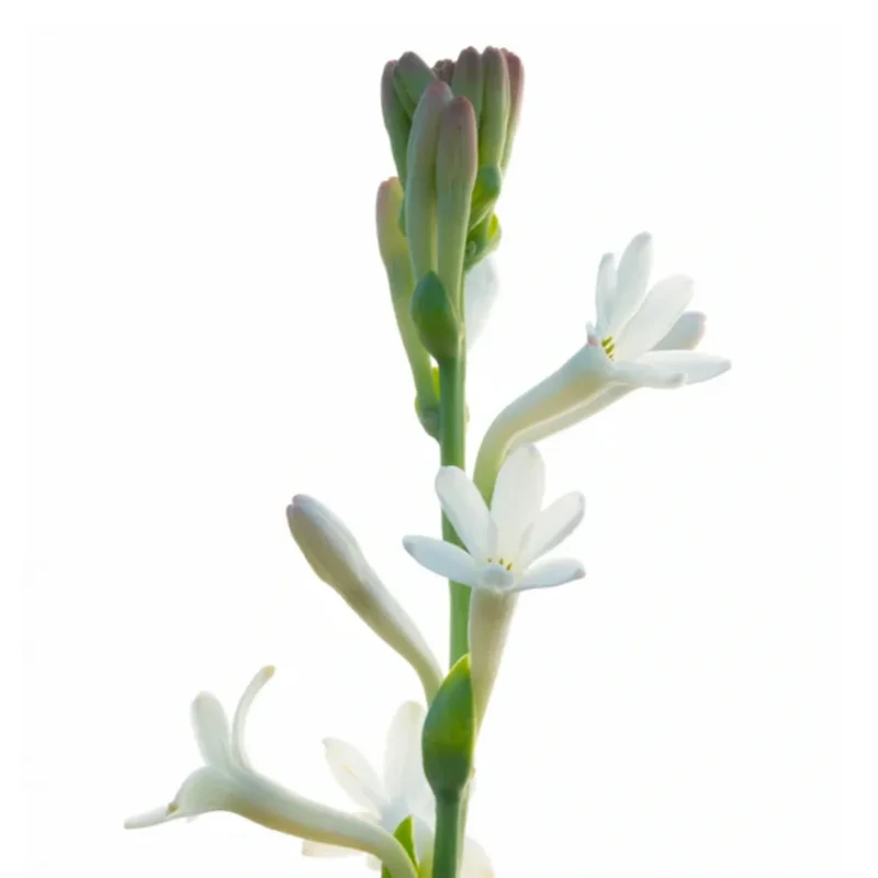Matière Première - French Flower - Hand & Body Lotion