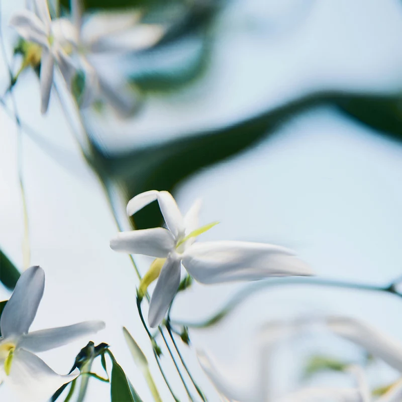 Blanche – Absolu de Parfum – 50ml