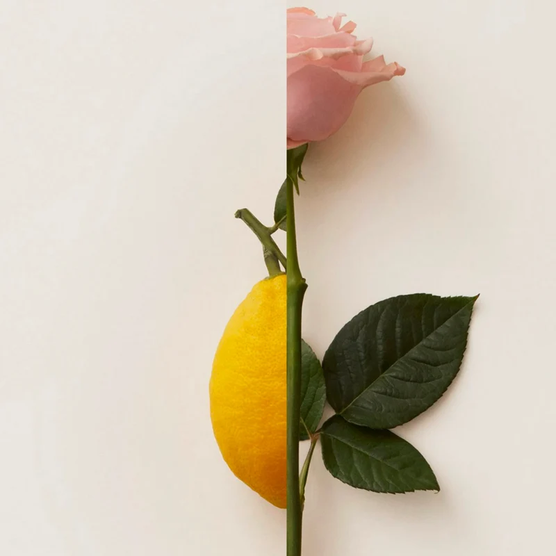 New Notes - Contemporary Blend Collection - Rosa Limone