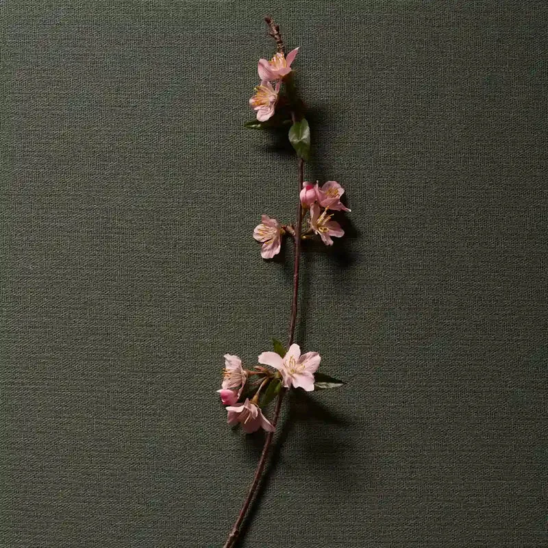 Hima Jomo - Seasons - Spring in Bome