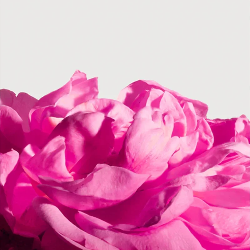 Matière Première - Radical Rose - Extrait